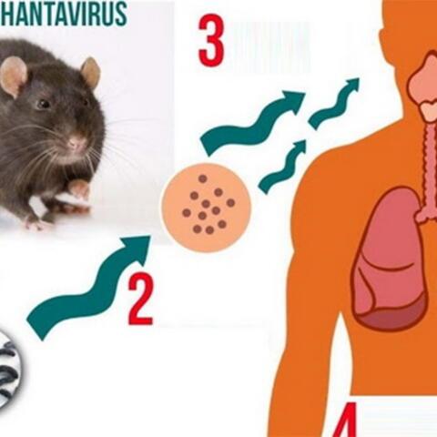 Thông tin báo chí Về bệnh do vi rút Hanta và các biện pháp phòng bệnh